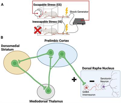 From helplessness to controllability: toward a neuroscience of resilience